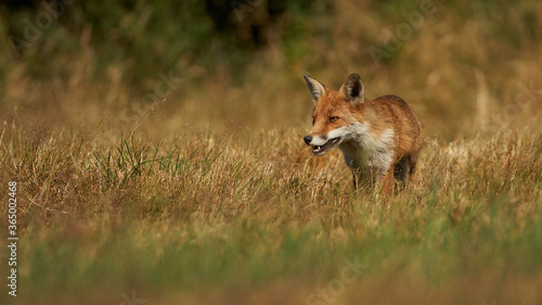 Fototapeta Naklejka Na Ścianę i Meble -  Brown fox hunting for prey