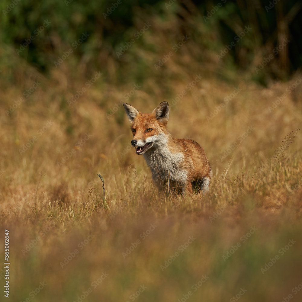 Brown fox hunting for prey