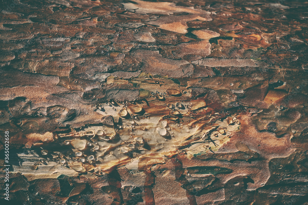 Dark brown wood background. Texture of pine bark with drops of resin. 