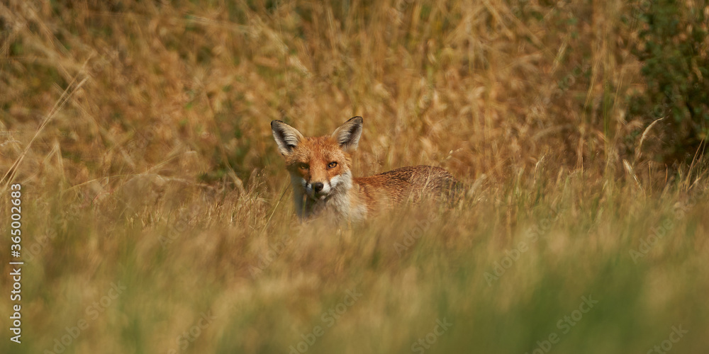 Brown fox hunting for prey Brown fox hunting for prey