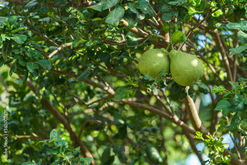 Close up of green Grapefruit grow on the Grapefruit tree in a garden background harvest citrus fruit thailand.