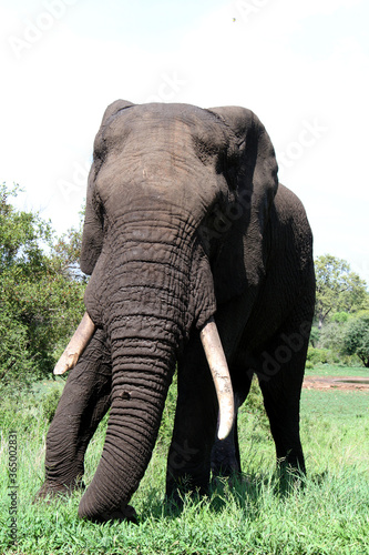 Elephant Kruger Park South Africa