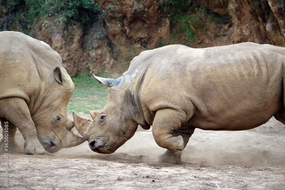Fototapeta premium Wild fight between two rhino over their territory