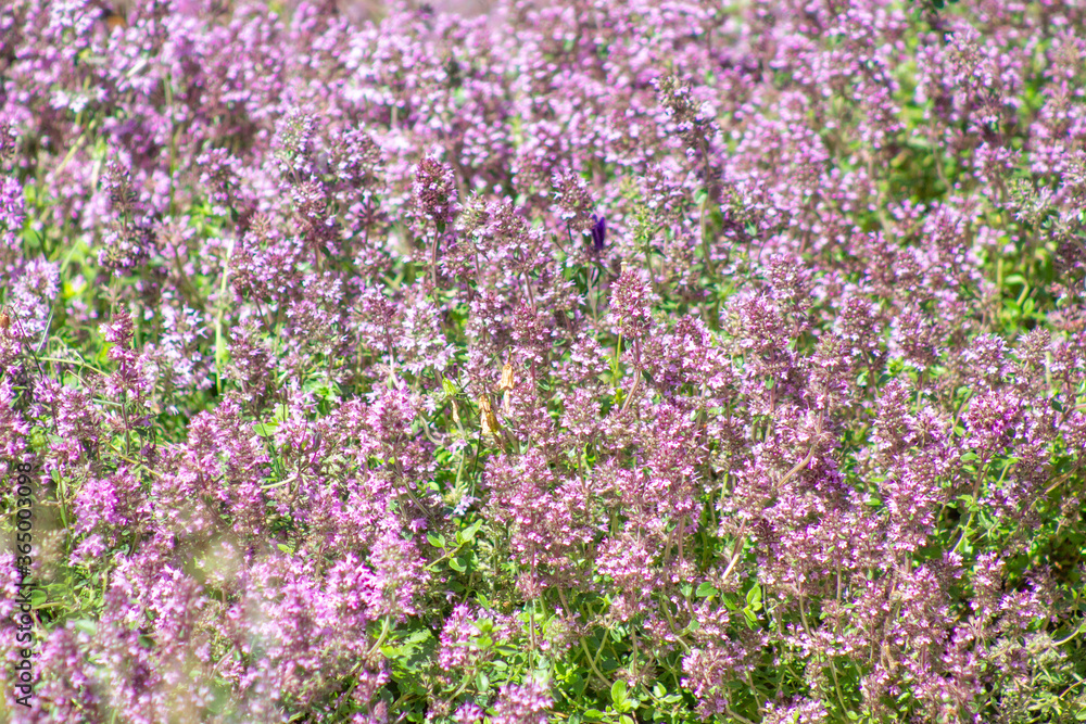Naklejka premium natural background from the flowers of wild plants