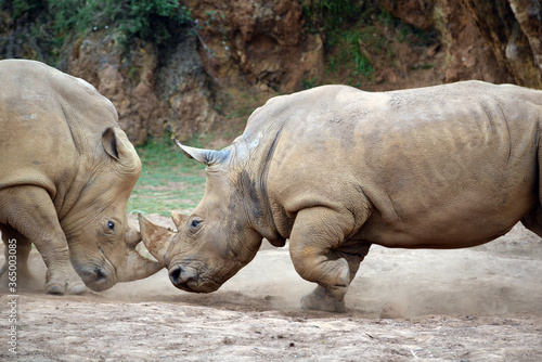 Wild fight between two rhino over their territory