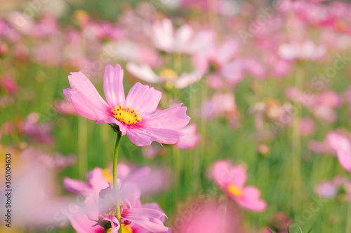blooming pink cosmos flower at agriculture garden. 