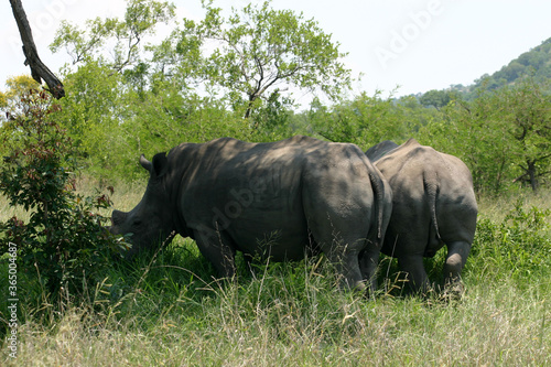 Rhino Kruger Park South Africa