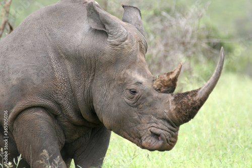 Rhino Kruger Park South Africa