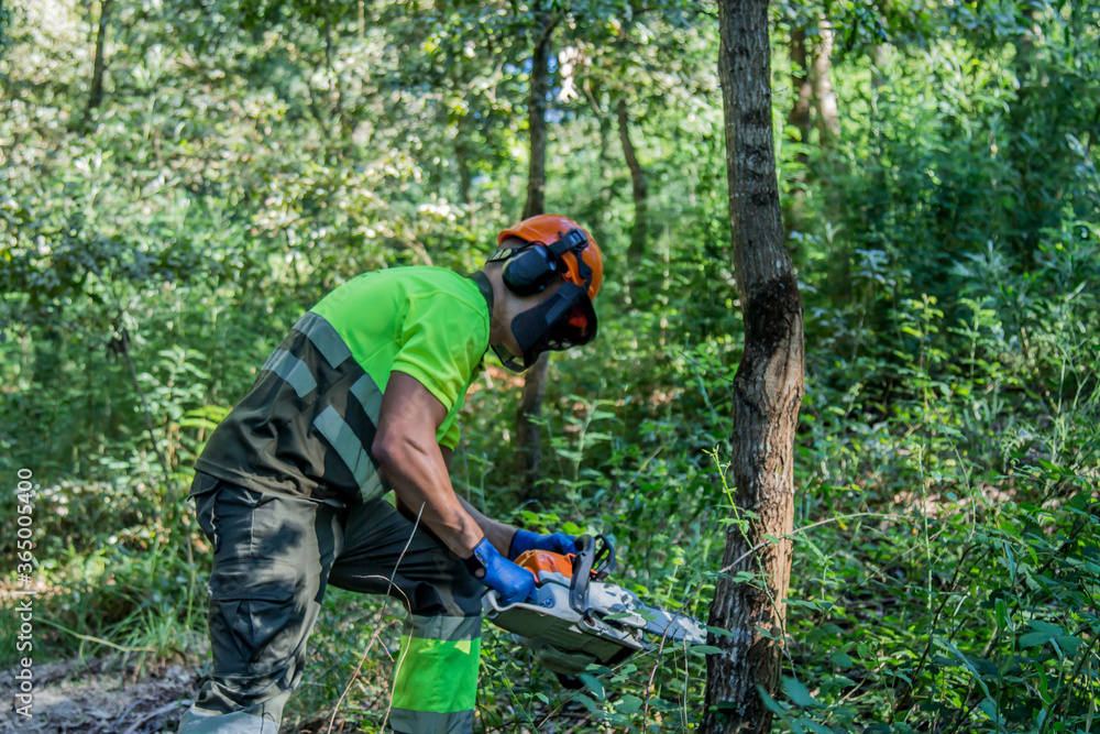 forest man working with chainsaw in forest forest man working with chainsaw in forest