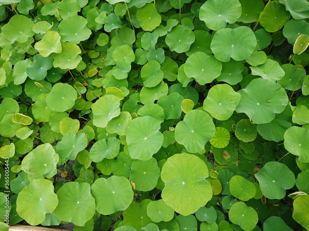 Lotus water leaf and float tropical plant natural aquatic Lotus water leaf and float tropical plant natural aquatic