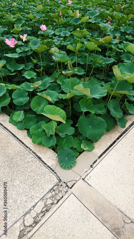 Naklejka premium Lotus water leaf and float tropical plant natural aquatic