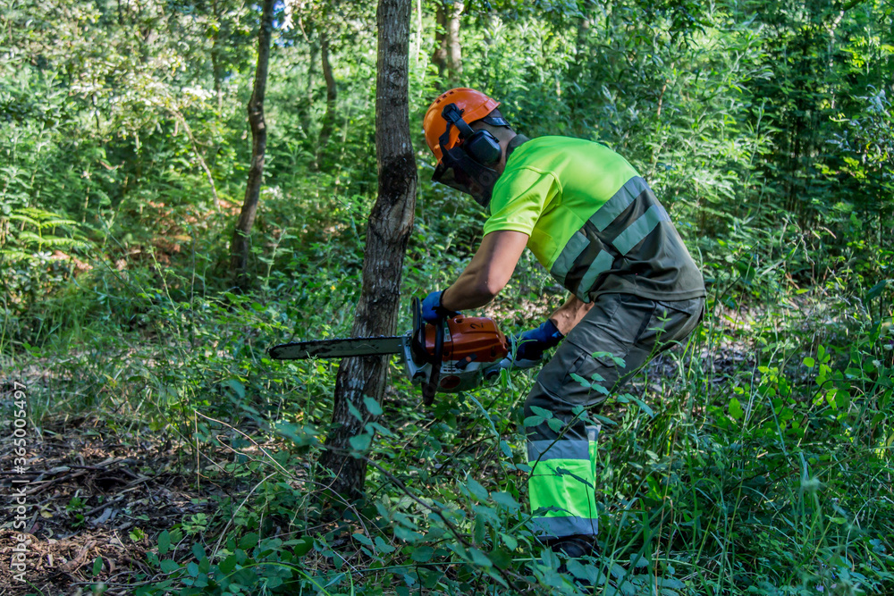 Obraz premium forest man working with chainsaw in forest