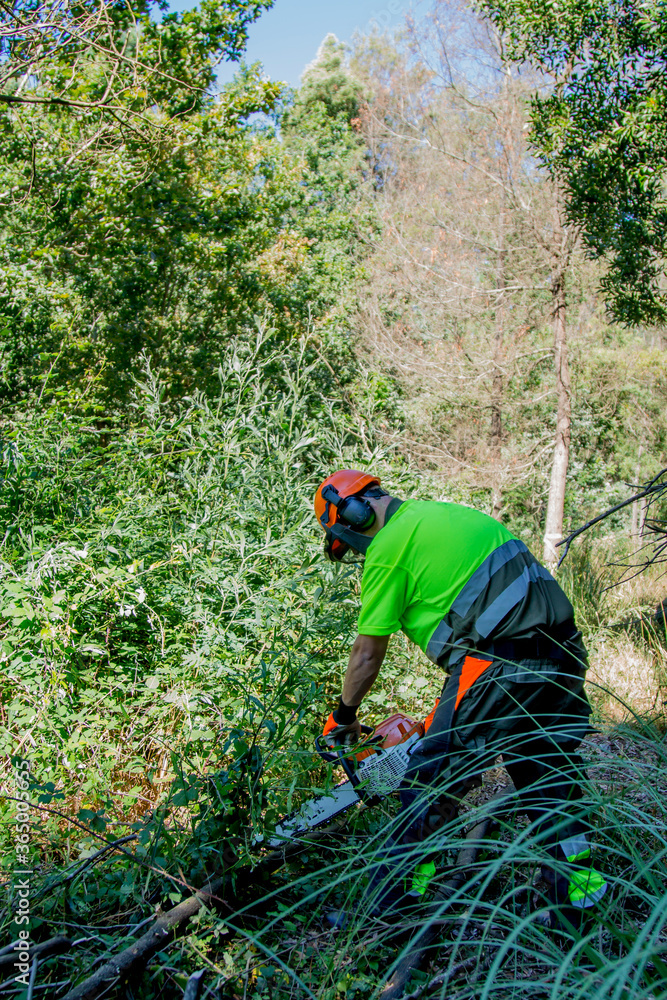 forest man working with chainsaw in forest forest man working with chainsaw in forest