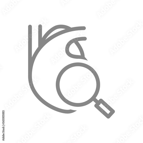 Heart with magnifying glass line icon. Organ research, disease prevention symbol