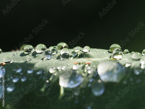 Traumhaft romantische Aufnahme von Regentropfen auf einer Pflanze nach einem Regenschauer