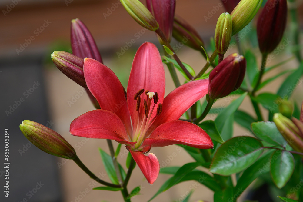 Fototapeta premium Flower lily in the garden in summer