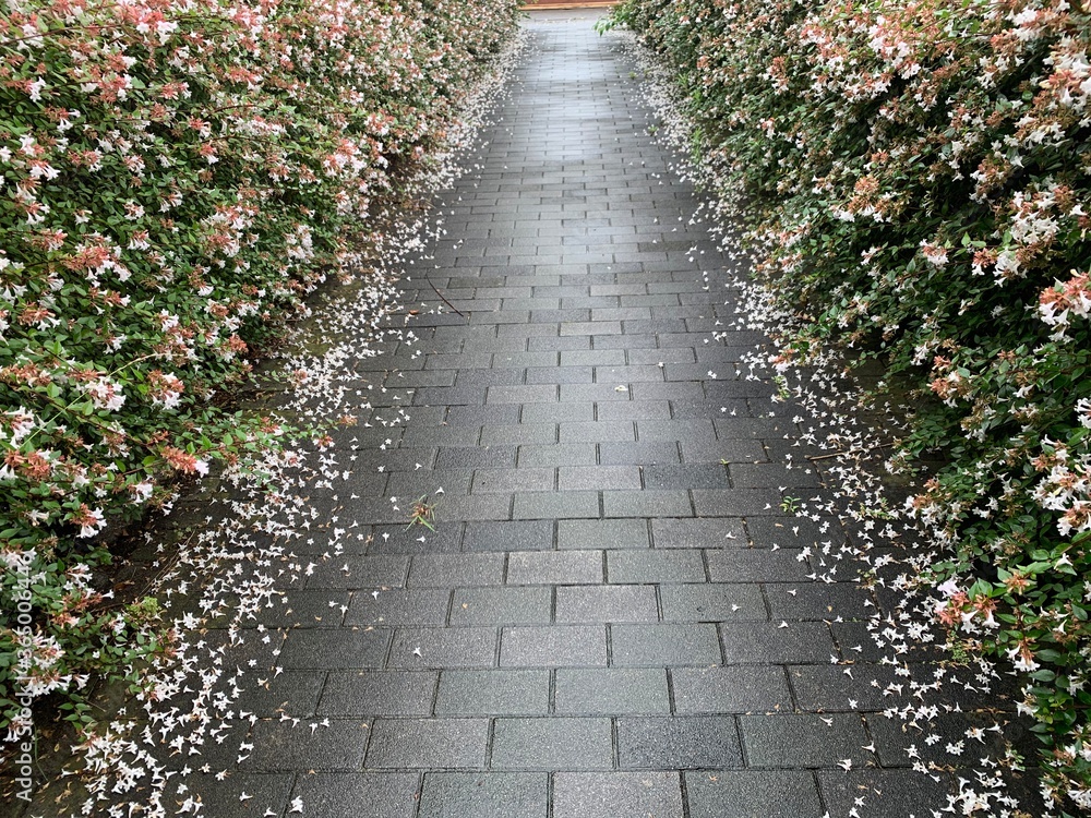 The walkway is covered with black-gray rectangle plaster. On both sides of the tree are white-pink flowers with green petioles.