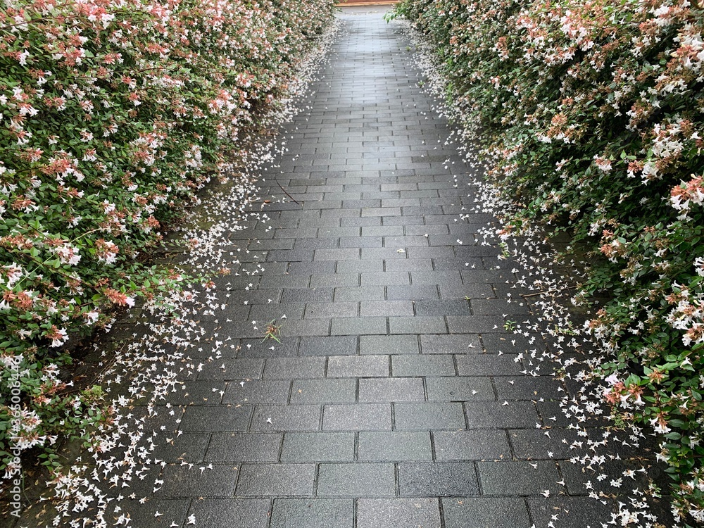 The walkway is covered with black-gray rectangle plaster. On both sides of the tree are white-pink flowers with green petioles. The walkway is covered with black-gray rectangle plaster. On both sides of the tree are white-pink flowers with green petioles.
