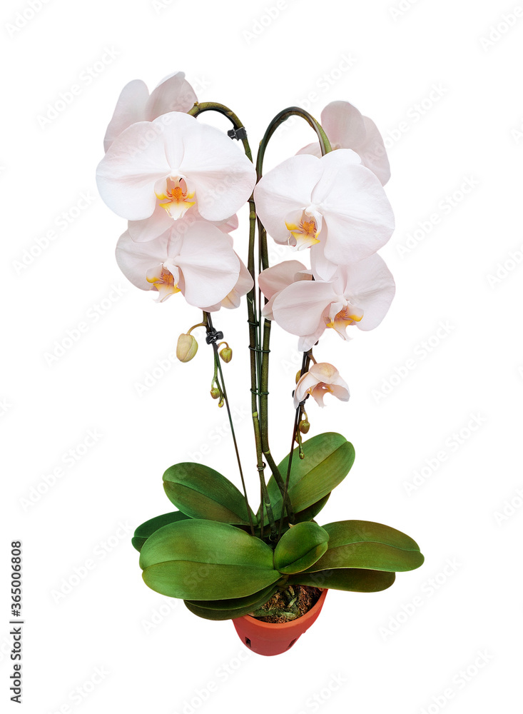 White potflower in a studio setting, isolated on white White potflower in a studio setting, isolated on white