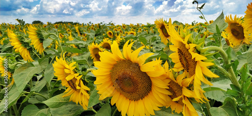 Field of blooming sunflowers. Beautiful yellow large flowers with a dark middle. Agricultural concept. Large green leaves with yellow pollen fallen on them. Landscape or panorama. Blue sky with clouds photo