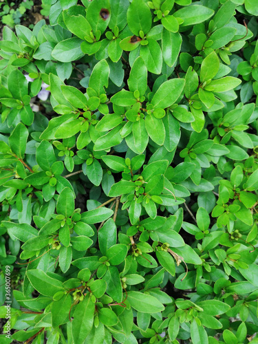 green leaves background 