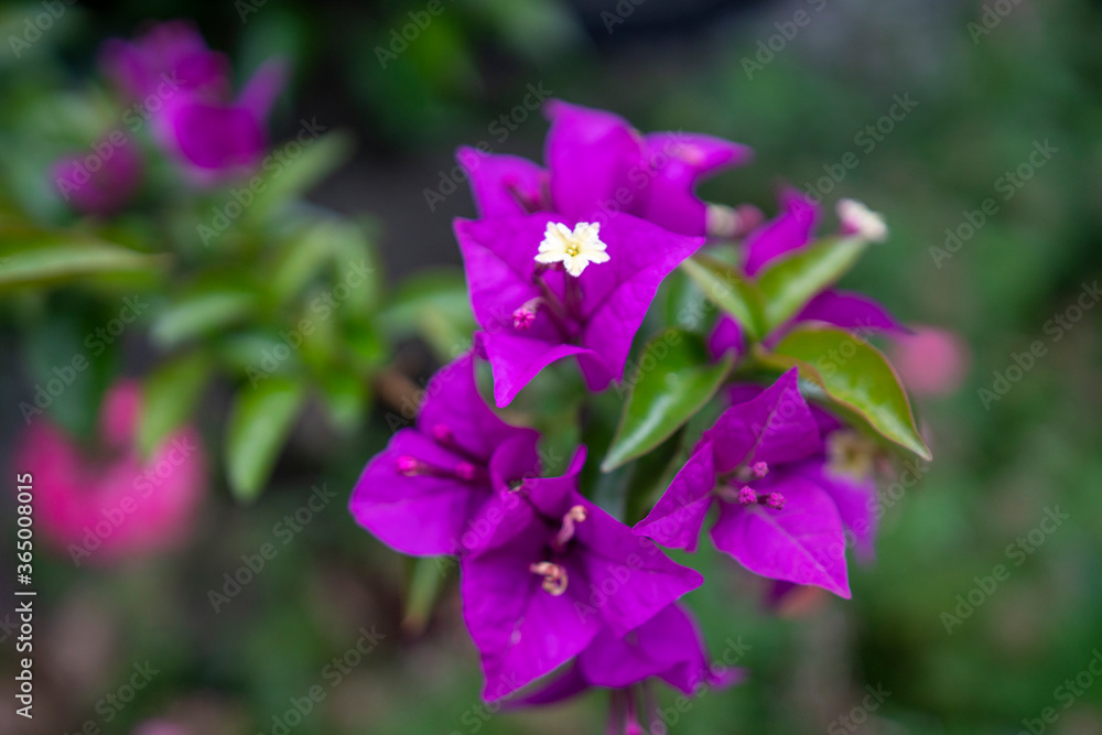 紫色のブーゲンビリア