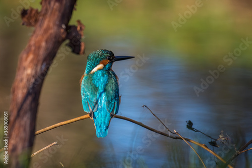 Zimorodek zwyczajny Alcedo atthis poluje nad rzeką, piękny kolorowy ptak siedzi na gałęzi i poluje na ryby, łowienie ryb