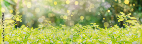 web banner relax in nature from tropical forest with sunlight in spring season