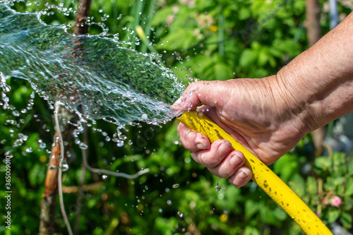 An elderly woman's hand holds a garden hose, closing a hose with her finger, she pours green vegetation, sprays water. Side view, close up