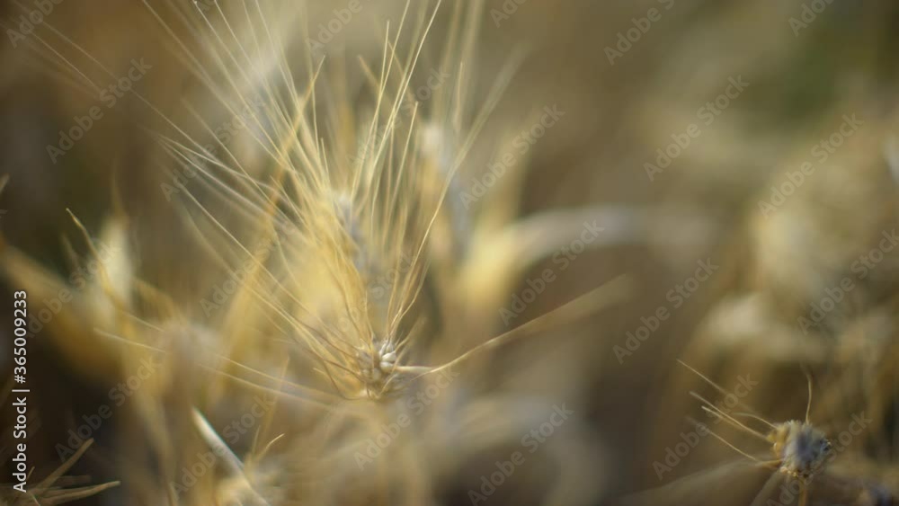 Amazing closeup overhead macro shot of a yellow organic ripe wheat ear in a wheat field in a farm at sunset under sunlight.