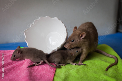 Small brown rat family in cup