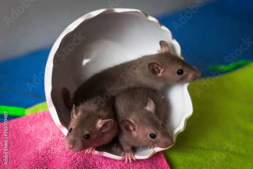 Small brown rat family in cup photo