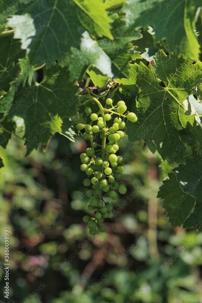Baby grapes and green grape leaves, green grapes grow in the early
