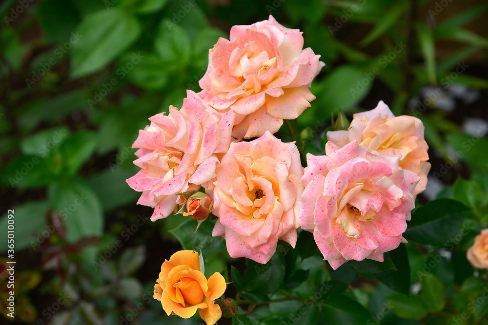 pink rose flover in the garden in summer pink rose flover in the garden in summer