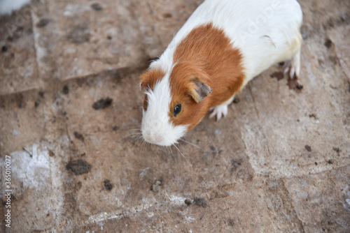 Super cute Guinea pig