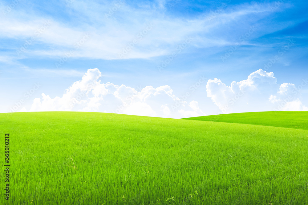 Field on green grass with blue sky on background.