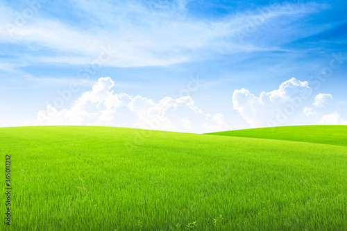Field on green grass with blue sky on background.