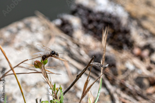 Flying ants, also known as alates