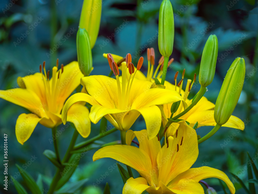 Obraz premium Daylily in garden in summer