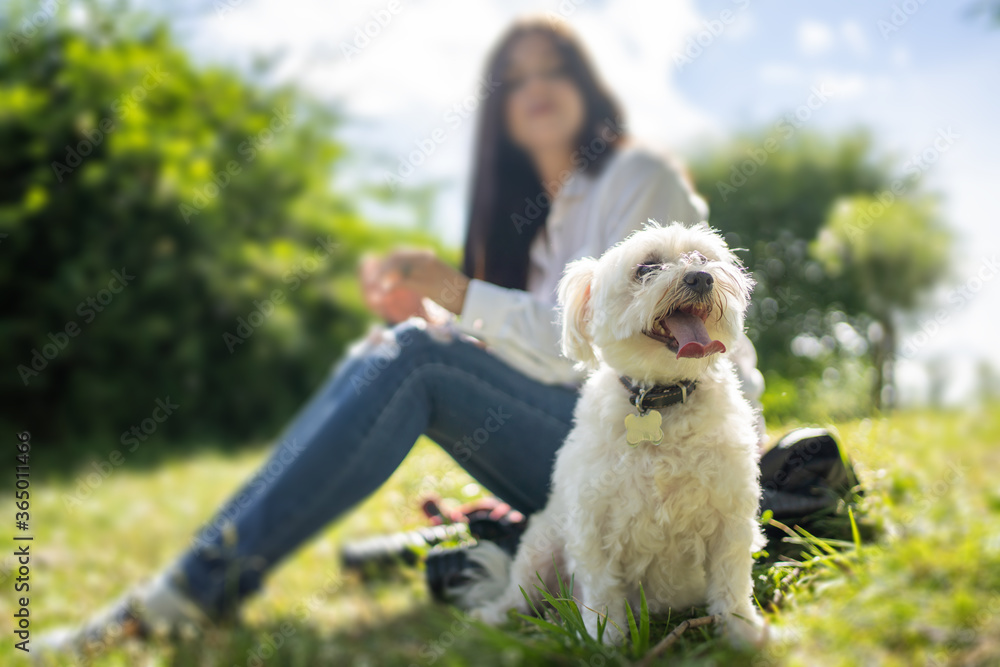 white fluffy curly dog is resting in nature with the mistress in the background white fluffy curly dog is resting in nature with the mistress in the background