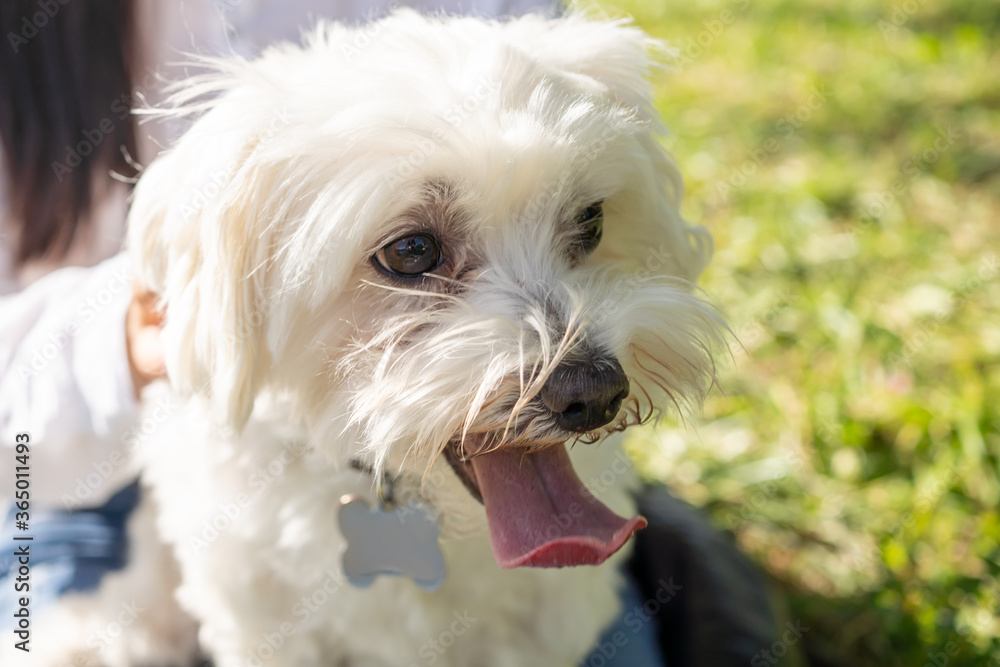 white fluffy curly dog resting in nature in the hands of the mistress sitting together