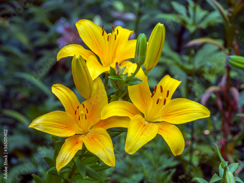 Daylily in garden in summer