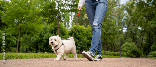 Fototapeta Naklejka Na Ścianę i Meble -  Happy dog maltese silky terrier on a harness. Walks with the mistress in the park.