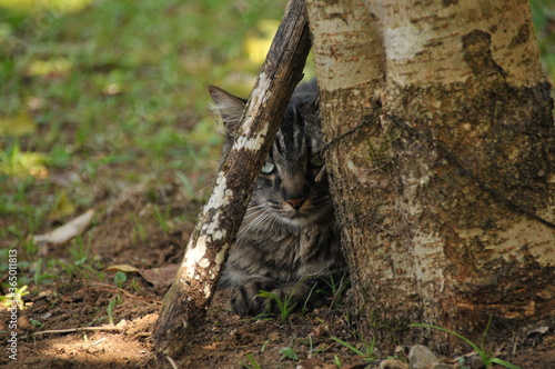 A beautiful and curious cat.