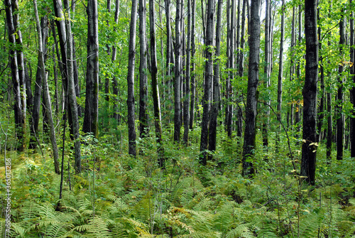 Fototapeta Forest landscape with fernery