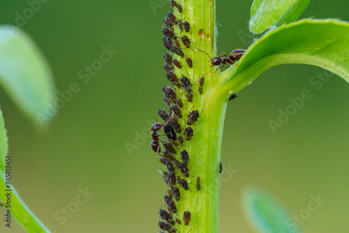 Colony of aphids and ants on garden plants photo