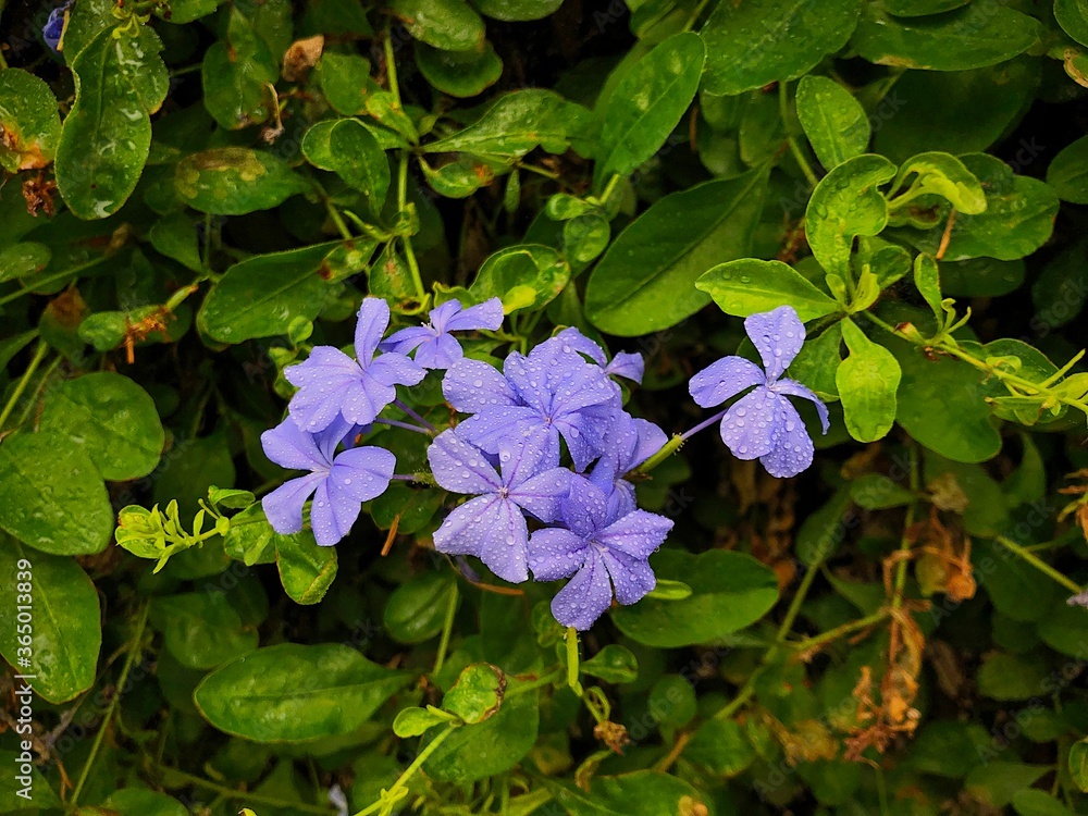 Tropical purple flowers near street at summer. Tropical purple flowers near street at summer.