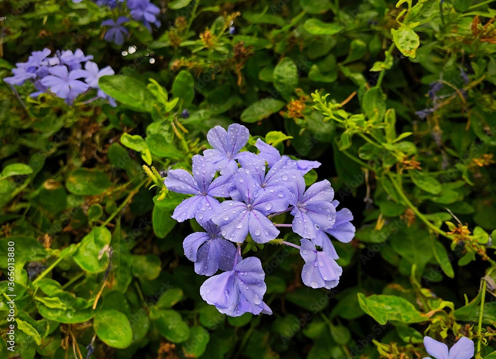 Tropical purple flowers near street at summer. Tropical purple flowers near street at summer.
