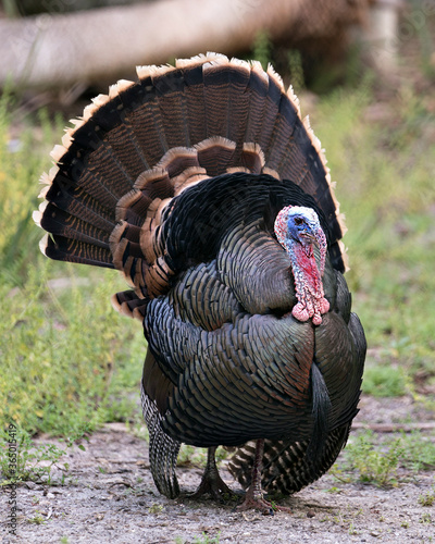 Wild Turkey bird stock photos. Image. Portrait. Picture. Close-up profile view. Fan out tail feathers. Courtship.