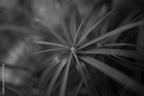 Flores y Plantas en Blanco y Negro.